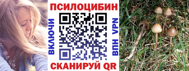 Псилоцибиновые грибы Psilocybine cubensis  Чита 