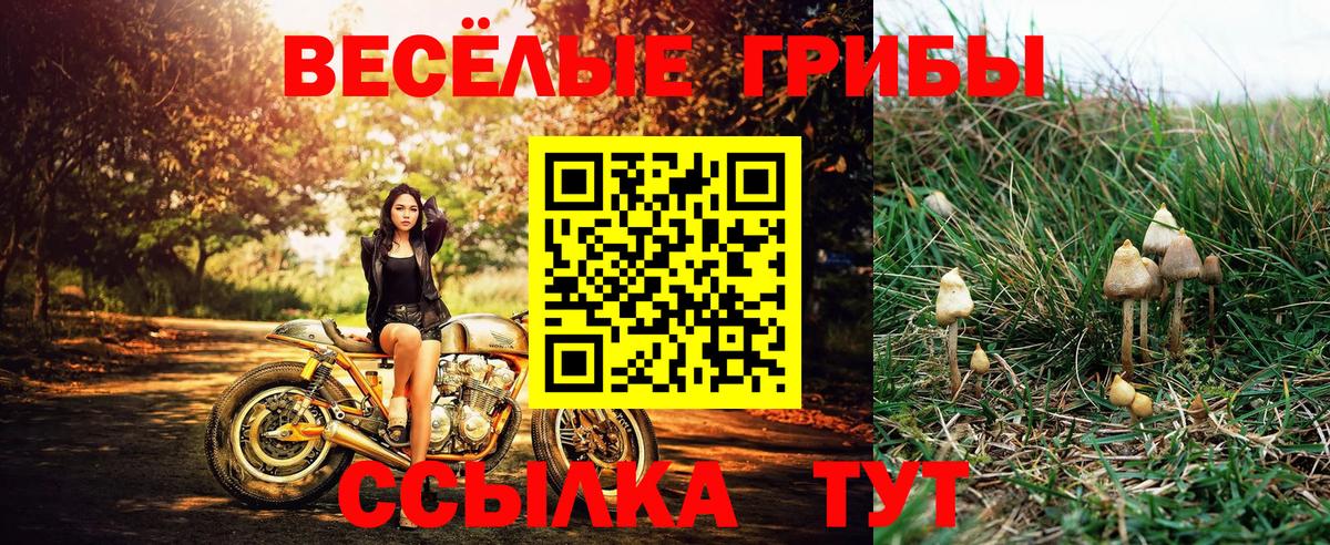 Галлюциногенные грибы Psilocybe Чита